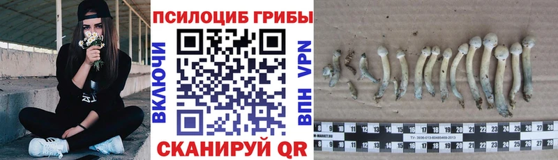 даркнет сайт  Оленегорск  Псилоцибиновые грибы Psilocybe 